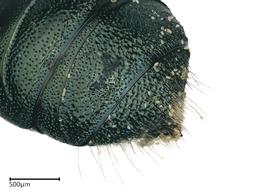   Ceratina pacifica , female. photo: Colleen Meidt 
